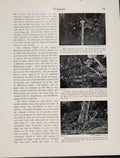 Old Antique Print Melanesia New Guinea Beliefs Shell Stick Bundle Leaves