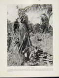 Original Old Vintage Print Mask House New Ireland Secret Society C1931 20th