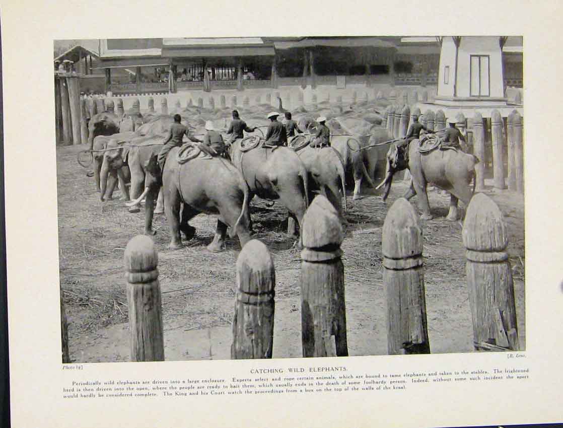 Original Old Vintage Print C1931 Catching Wild Elephants Krall 20th Century