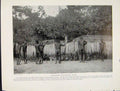 Original Old Vintage Print Andamanese Peace Making Dance Culture Photo C1931