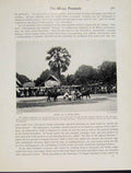 Original Old Vintage Print Scene Bull Fight Malayan Peninsula C1931 Photo 20th