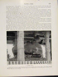 Original Old Antique Print Southern India Sacred Bull Hindu Temple Tanjore Mysor
