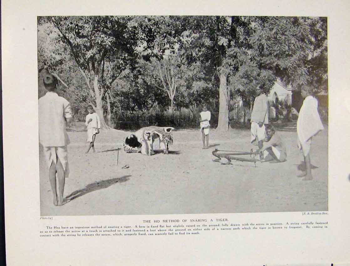 Original Old Vintage Print Ho Method Snaring Tiger Bow Ground C1931 20th Century