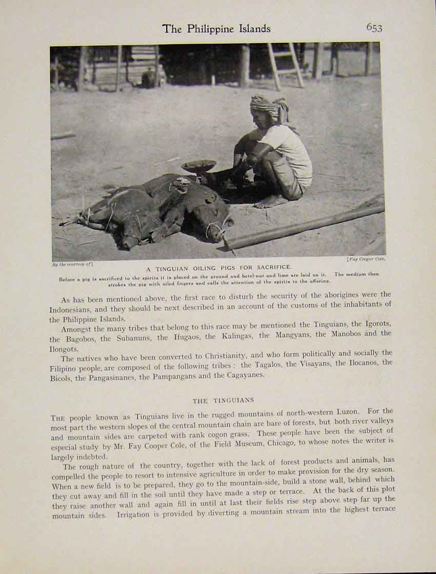 Original Old Antique Print Titguian Oiling Pigs Sacrifice Luzon Photo