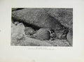 Original Old Antique Print Tiercel Asleep Birds Prey