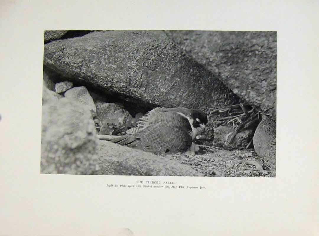 Original Old Antique Print Tiercel Asleep Birds Prey