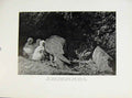 Original Old Antique Print Tiercel Feeding Young Birds Prey