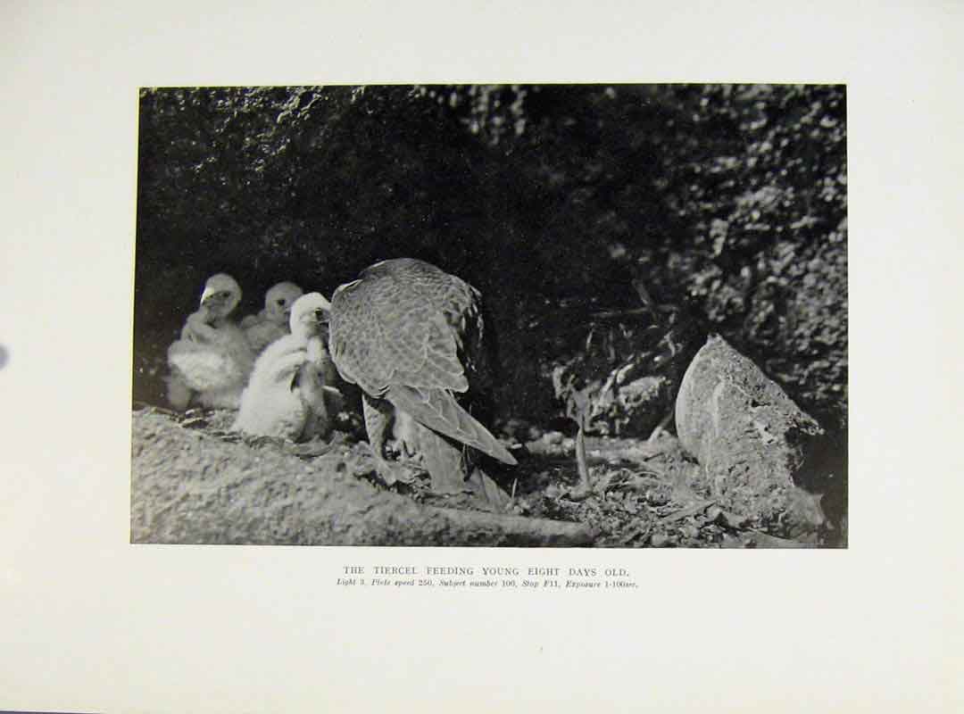 Original Old Antique Print Tiercel Feeding Young Birds Prey