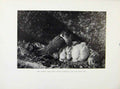 Original Old Antique Print Tiercel Sheltering Young