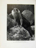 Original Old Antique Print A Stretching Tiercel Birds Prey