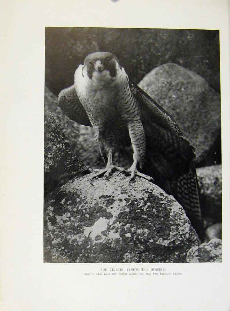 Original Old Antique Print A Stretching Tiercel Birds Prey