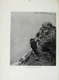 Original Old Antique Print 29 Day Tiercel Birds Prey
