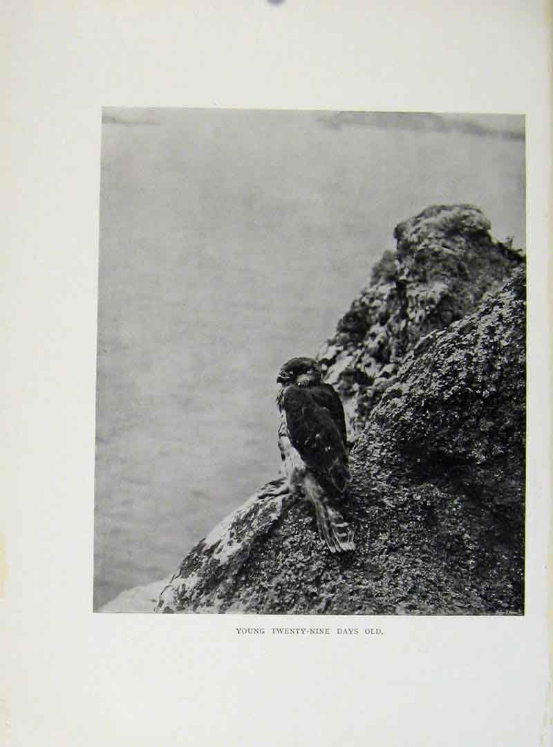Original Old Antique Print 29 Day Tiercel Birds Prey
