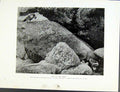 Original Old Antique Print Tiercel On The Rocks Birds Prey