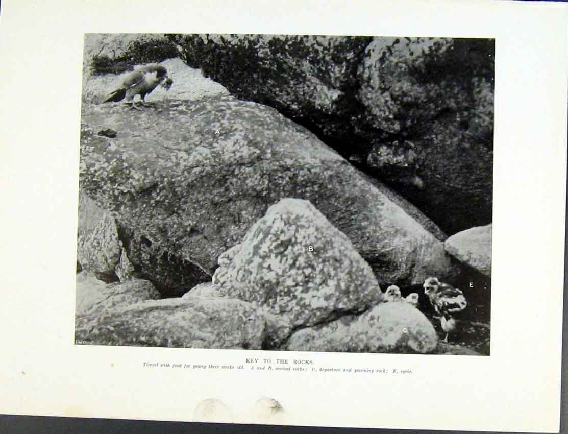 Original Old Antique Print Tiercel On The Rocks Birds Prey