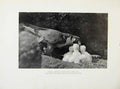 Original Old Antique Print Tiercel FeedingDay Chicks