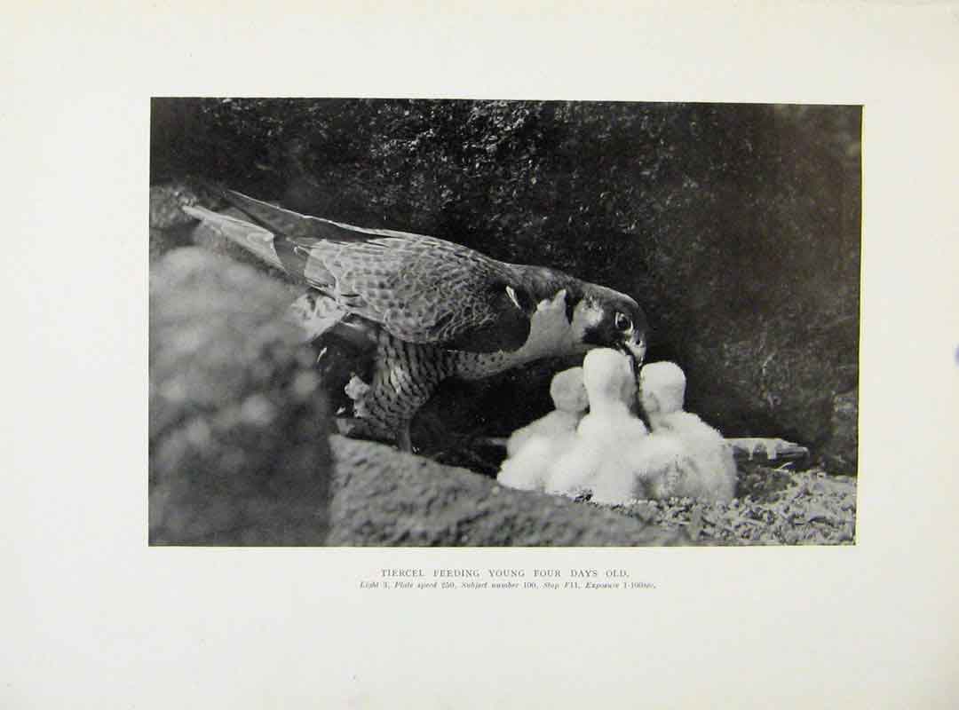 Original Old Antique Print Tiercel FeedingDay Chicks