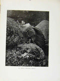 Original Old Antique Print Young PeregrineDay Chicks