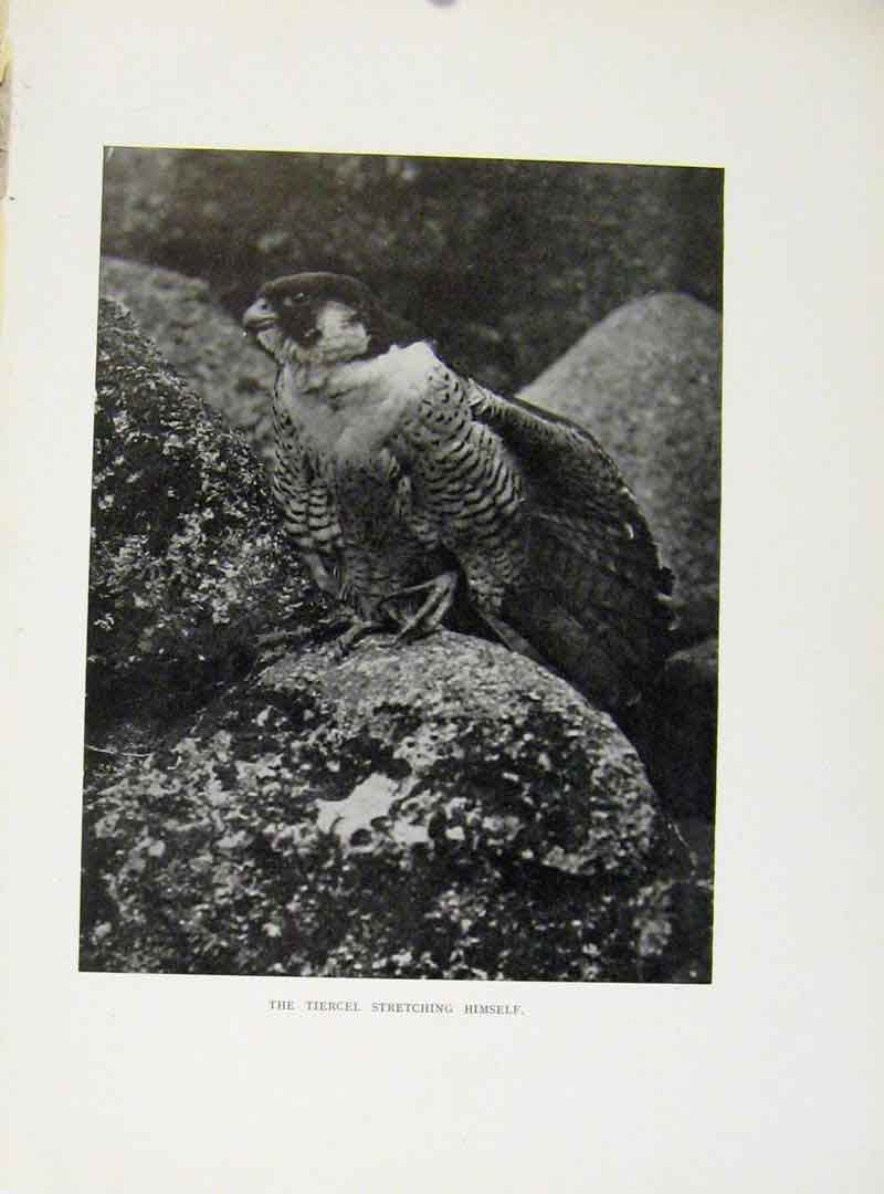 Original Old Antique Print Young PeregrineDay Chicks