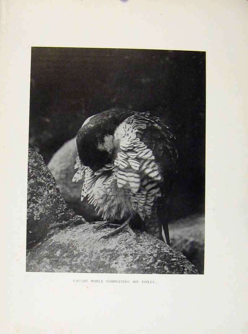 Original Old Antique Print Tiercel At His Toilet Birds Prey