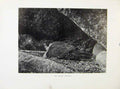 Original Old Antique Print Tiercel Brooding Birds Prey
