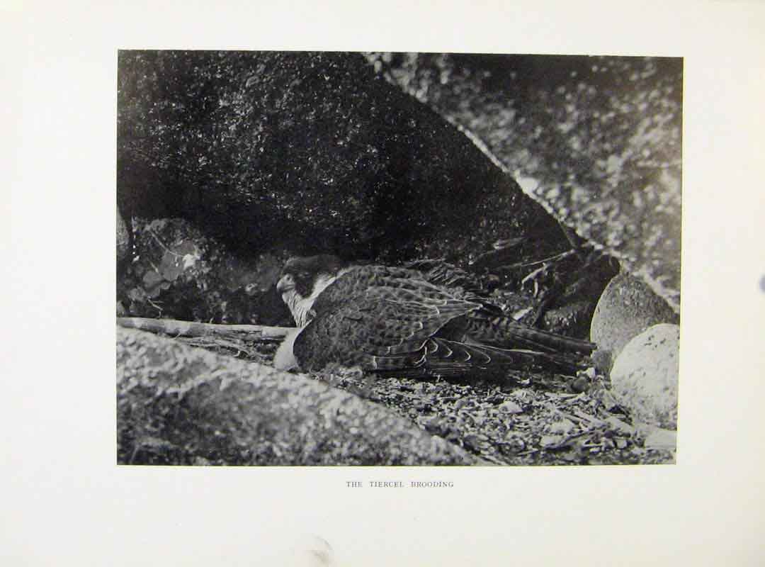 Original Old Antique Print Tiercel Brooding Birds Prey