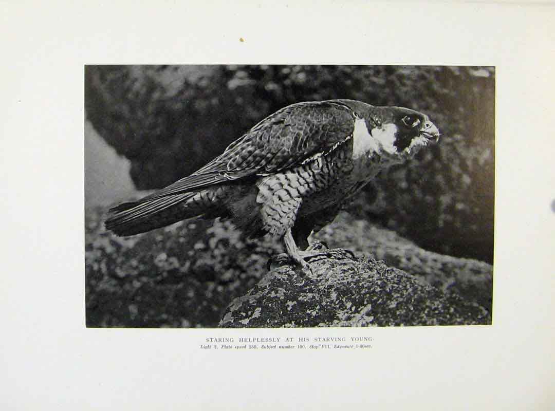Original Old Antique Print Tiercel Staring At Starving Young 20th Century