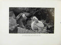 Original Old Antique Print Tiercel Feeding Chicks Birds Prey