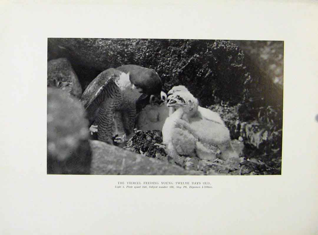 Original Old Antique Print Tiercel Feeding Chicks Birds Prey
