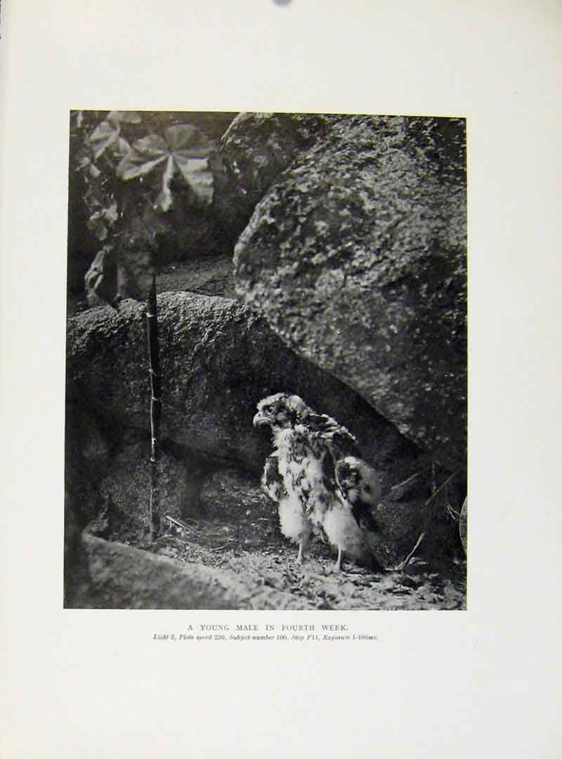 Original Old Antique Print Young Tiercel Male In 4Th Week Birds