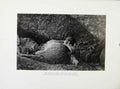 Original Old Antique Print Bird Tiercel Dozing Eyes Closed