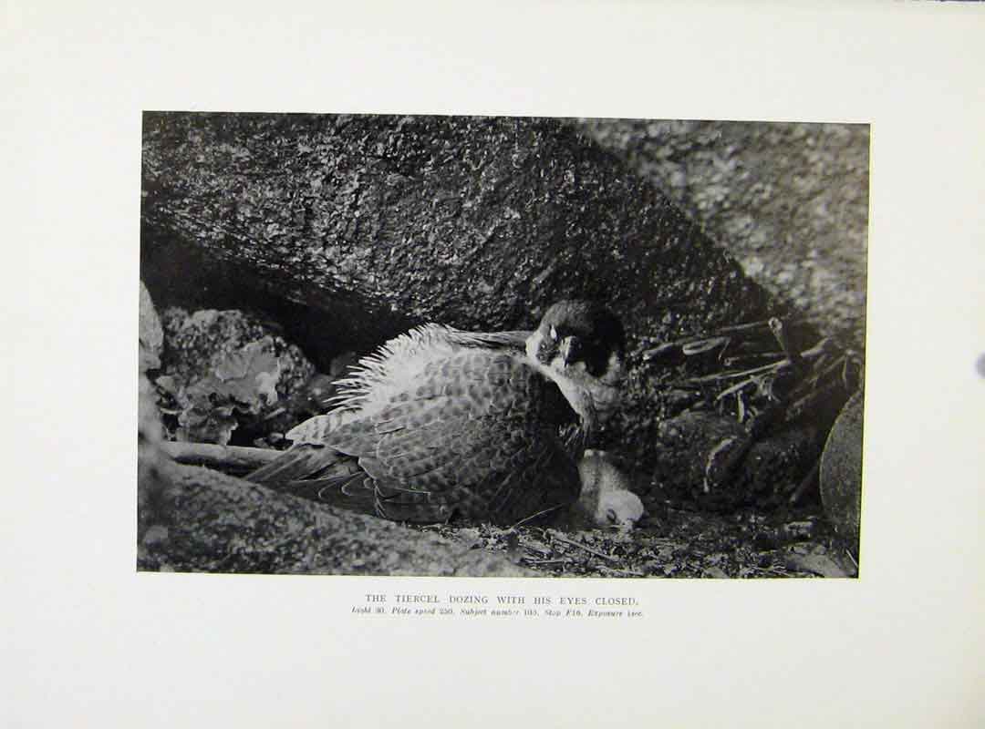 Original Old Antique Print Bird Tiercel Dozing Eyes Closed