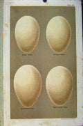 Original Old Antique Print Brent Goose Barnacle Plate 10 Bird Eggs Seebohm