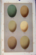 Original Old Antique Print Gen Eye Shovellers Pintail Wigeon Plate 13 Seebohm