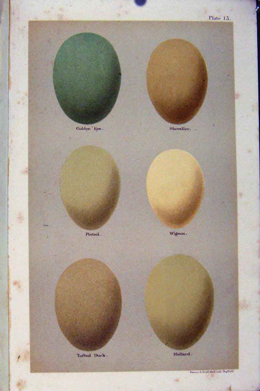 Original Old Antique Print Gen Eye Shovellers Pintail Wigeon Plate 13 Seebohm