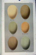 Original Old Antique Print Bird Eggs Plate 14 Seebohm Black Scoter Scaup Gadwall