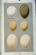 Original Old Antique Print Plate 16 Seebohm Bird Eggs Teal Garganey Sheldrake