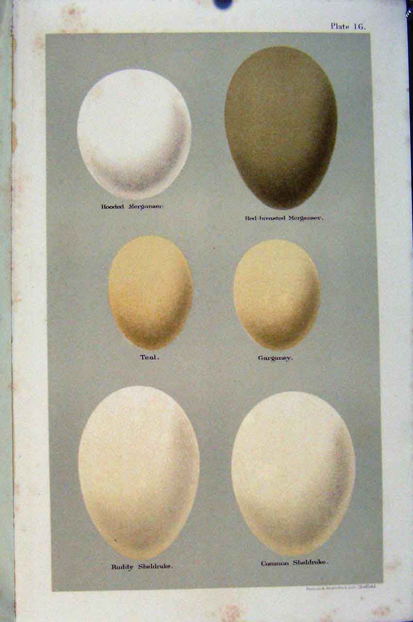 Original Old Antique Print Plate 16 Seebohm Bird Eggs Teal Garganey Sheldrake