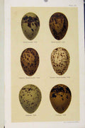 Original Old Antique Print Seebohm Gull Speices Bird Eggs C1896 Plate 34 19th