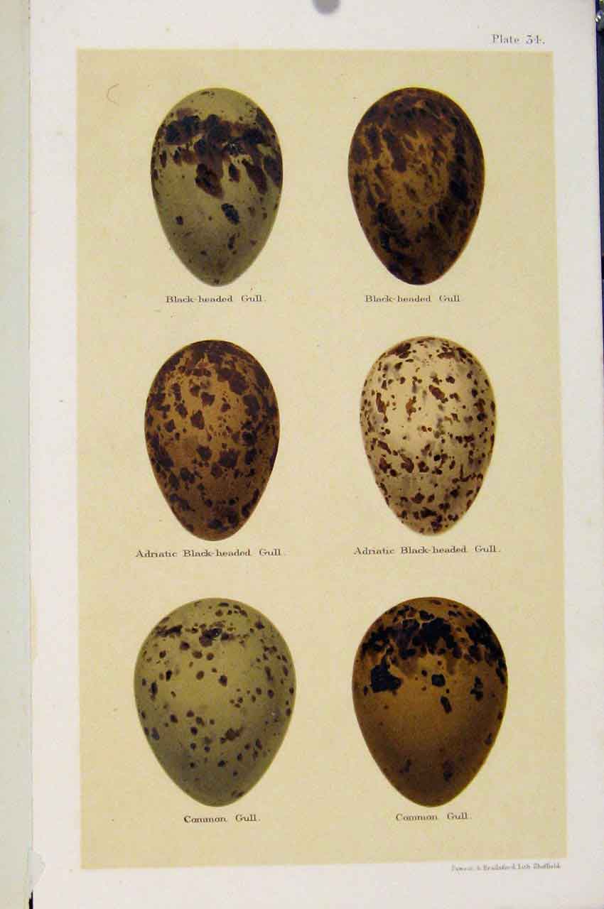 Original Old Antique Print Seebohm Gull Speices Bird Eggs C1896 Plate 34 19th