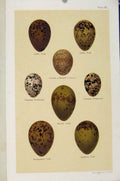 Original Old Antique Print Gull Courser Pratincole Bird Eggs Seebohm Plate 36