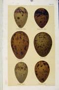Original Old Antique Print Skua Species Bird Eggs Seebohm C1896 Plate 37 19th