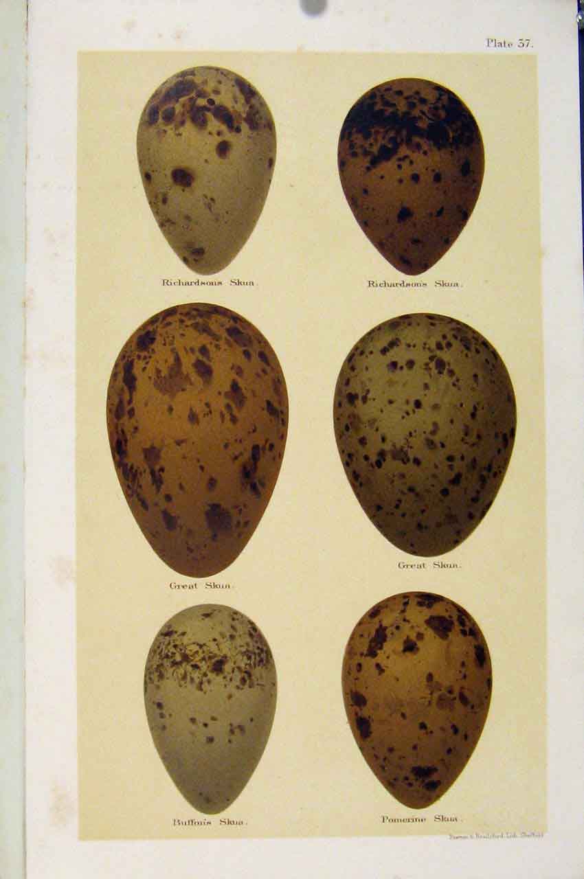 Original Old Antique Print Skua Species Bird Eggs Seebohm C1896 Plate 37 19th