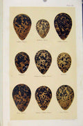 Original Old Antique Print Bird Eggs Plover Dotterel Seebohm Plate 39