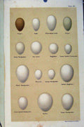 Original Old Antique Print Swift Hoopoo Kingfisher Wryneck Bird Eggs Seebohm