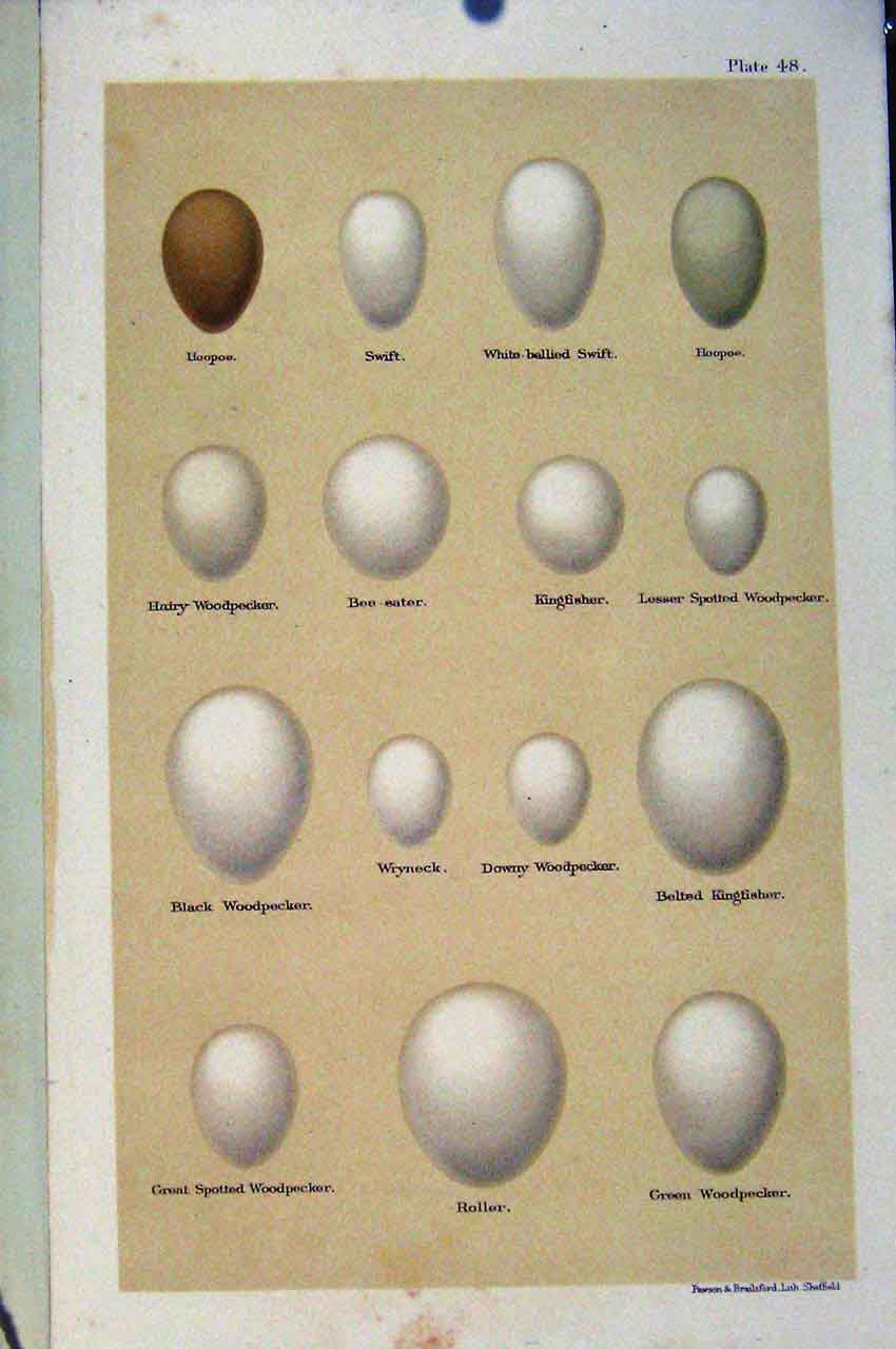 Original Old Antique Print Swift Hoopoo Kingfisher Wryneck Bird Eggs Seebohm