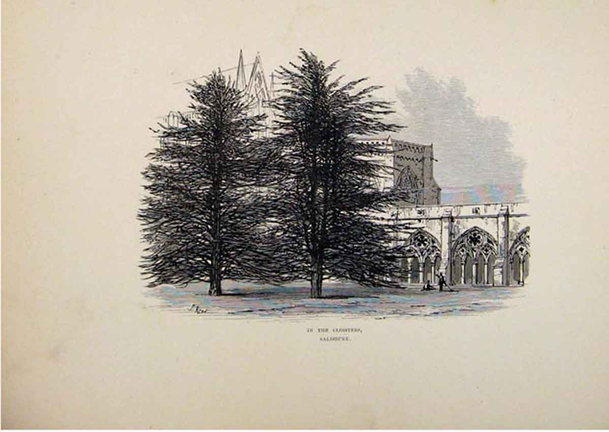 Original Old Antique Print In The Cloisters Saisbury England 1875 Sketch 19th