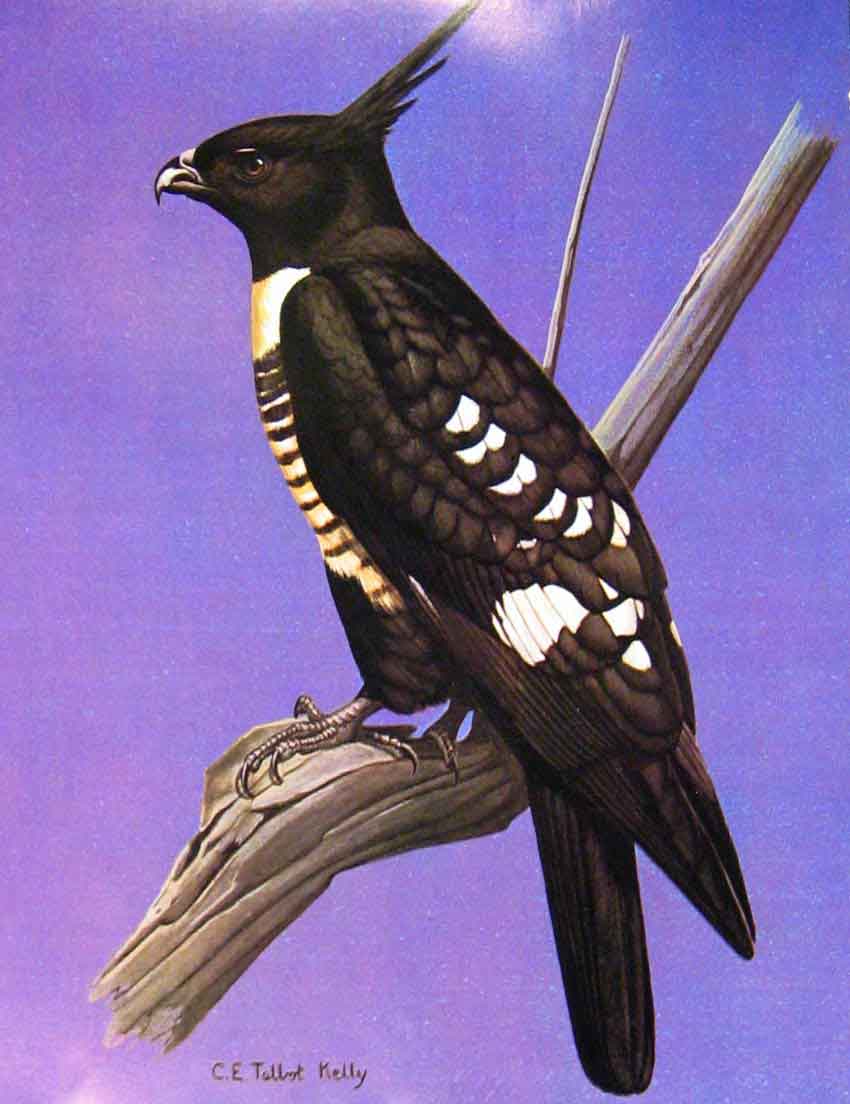 Original Old Antique Print Eagles Hawks & Falcons Black Baza Adult Male