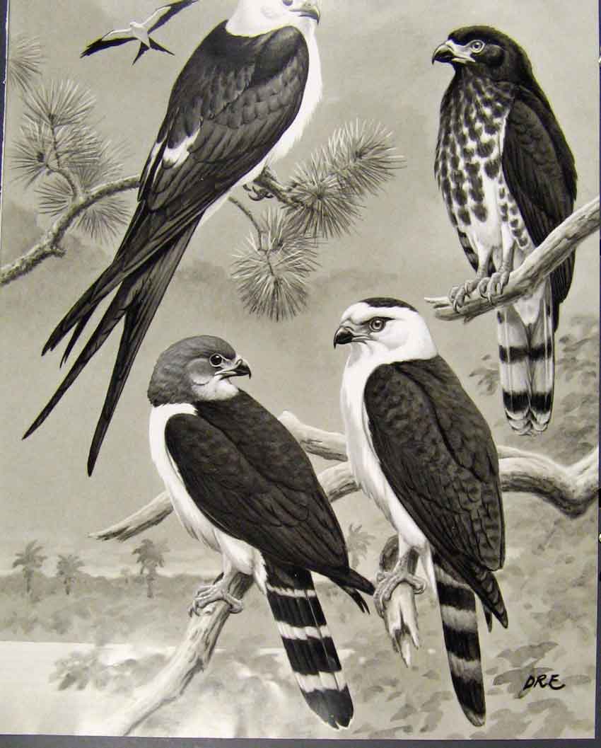Original Old Antique Print Eagles Hawks & Falcons Kites Birds Color Plate C1898