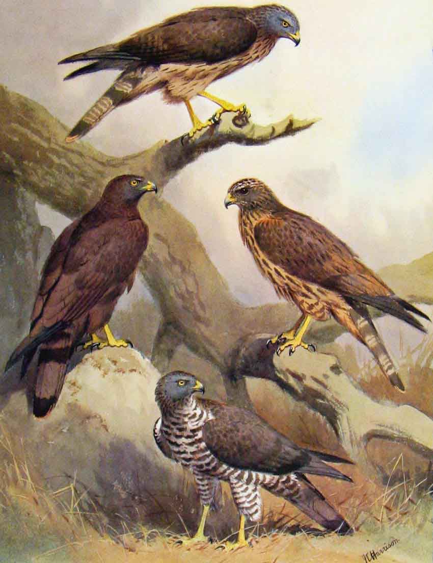 Old Antique Print Eagles Hawks & Falcons Honey Buzzard C1898 Color Plate 19th